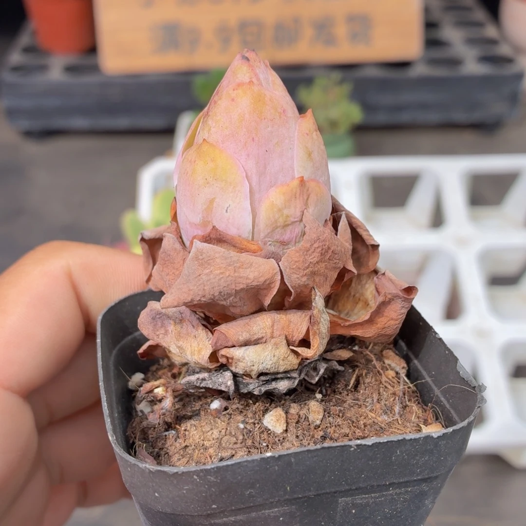 山地玫瑰多肉9.9包邮发货