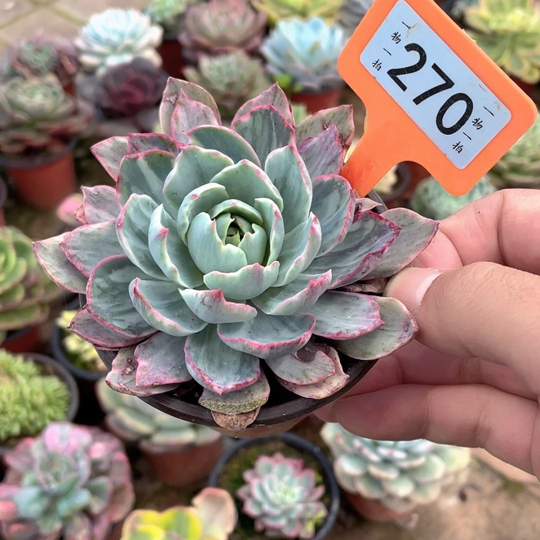 喵***令270号多肉植物组合