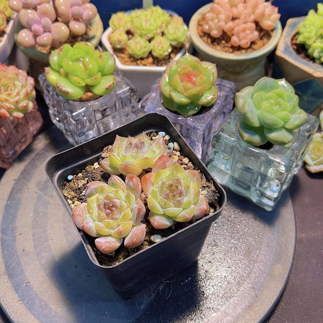 玉*新品，多肉植物，