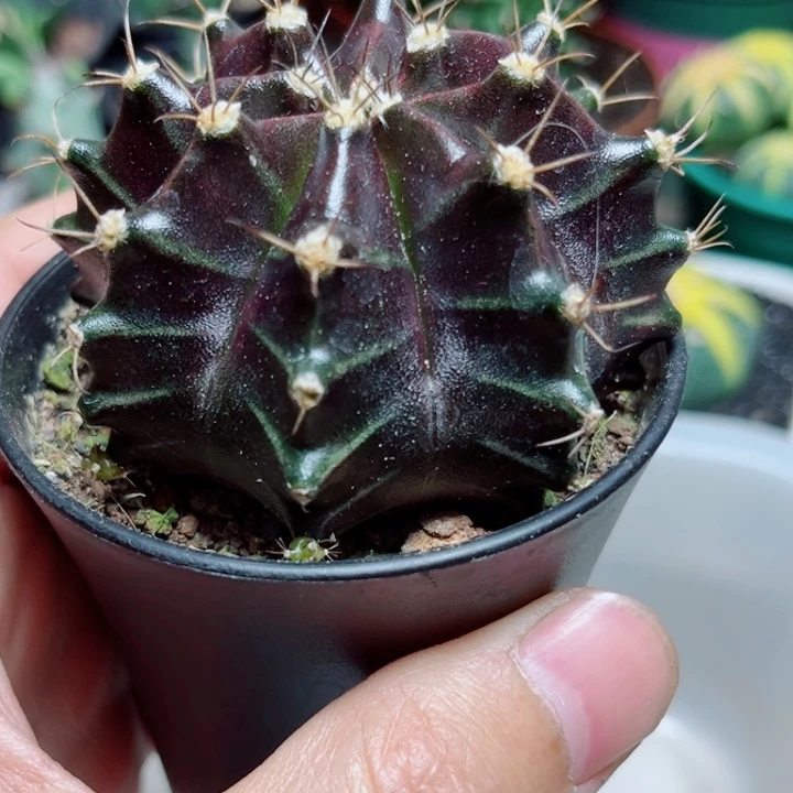 单头黑美人仙人球