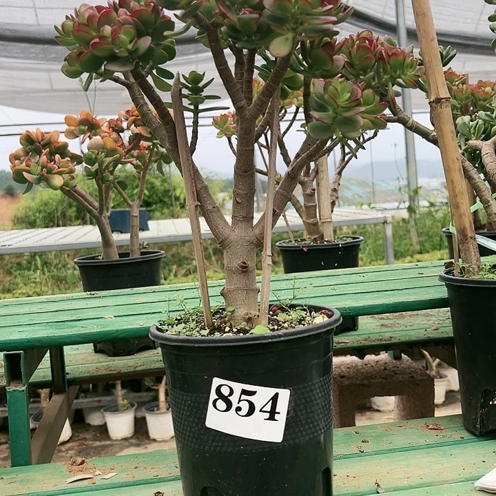 854号姬红花月不带盆
