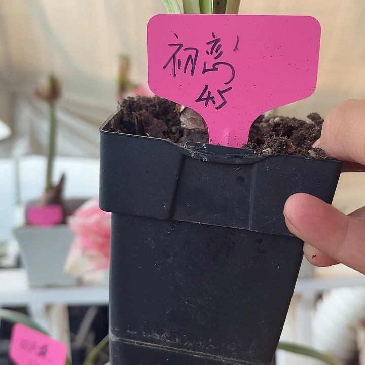 无花朵初恋朱顶红直径4-4.5