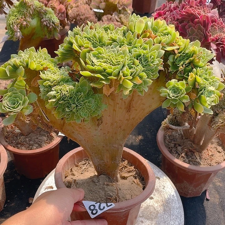 728绿玫瑰整板断枝