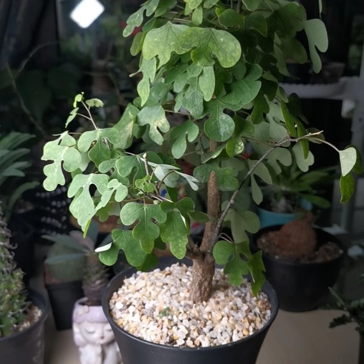 0917鳄鱼腺蔓 一物一拍