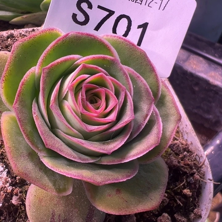 三碗701   黄帕x潘x绝色x各种福利