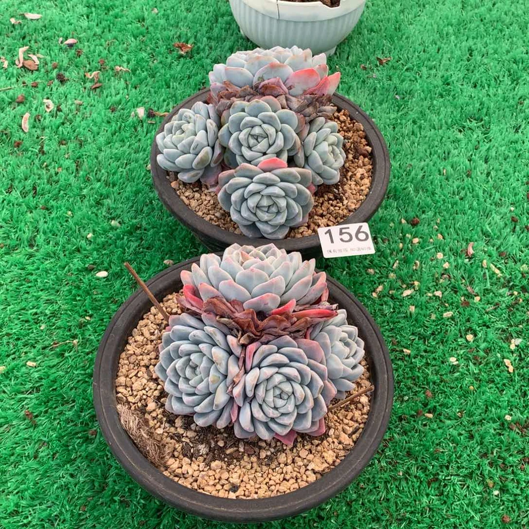 156冰玉多肉植物组合