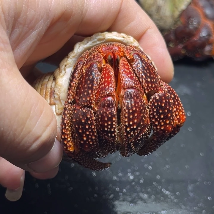 黑莓3.7口径需要拍加热包