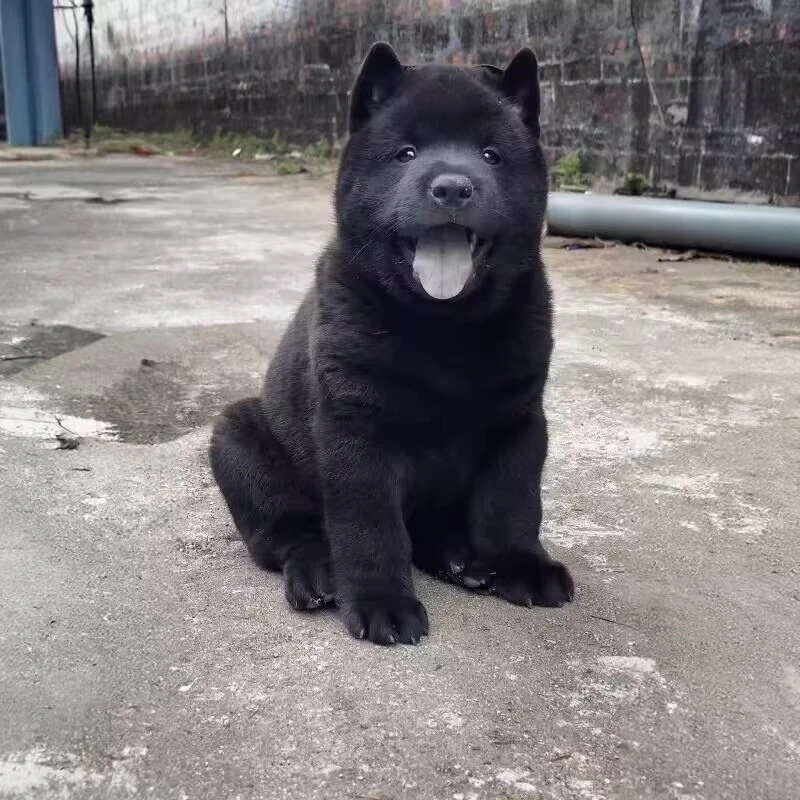 农村中华田园犬五黑犬土狗土松犬黄狗白面宠物狗狗活体
