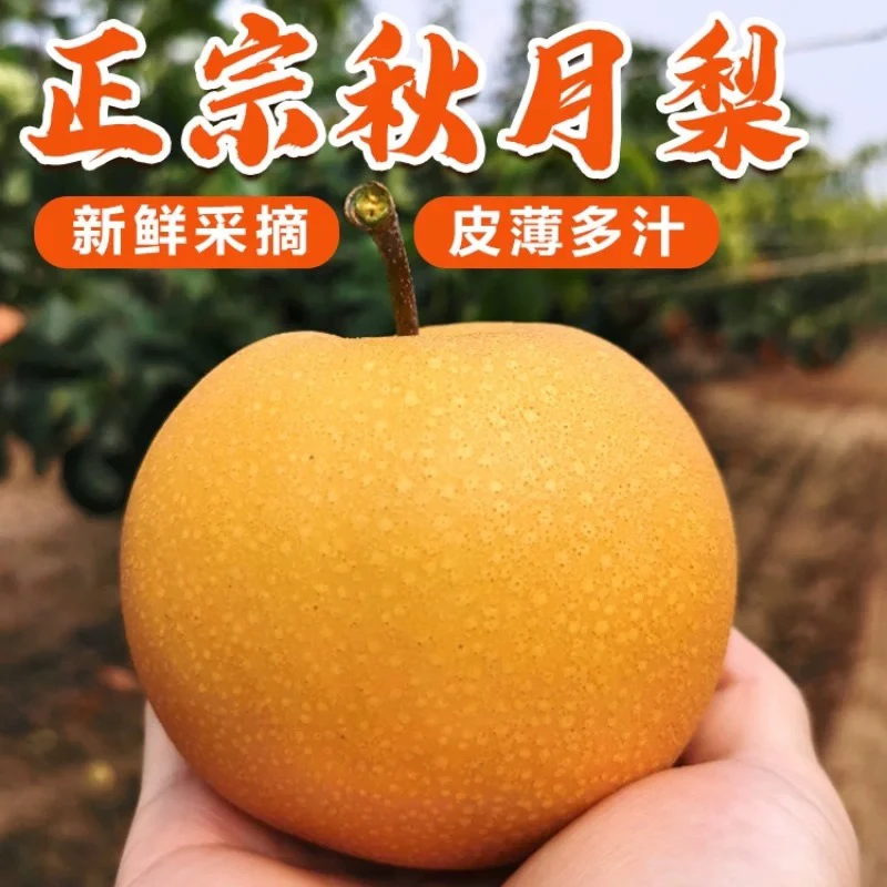 老牛优选 山东秋月梨 脆嫩多汁 一件5/8颗 快递包邮