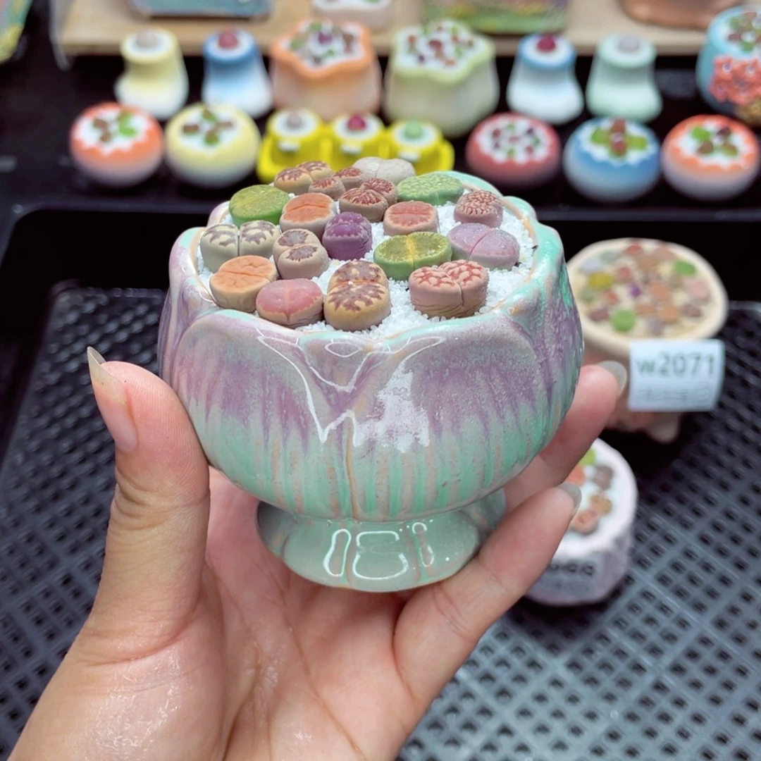 w2073 带盆土发货一物一拍