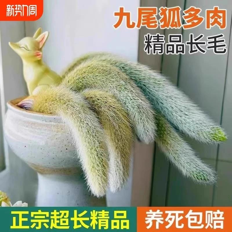 九尾狐多肉长软毛正版白仙狐开花垂吊室内阳台绿植盆栽稀有植物