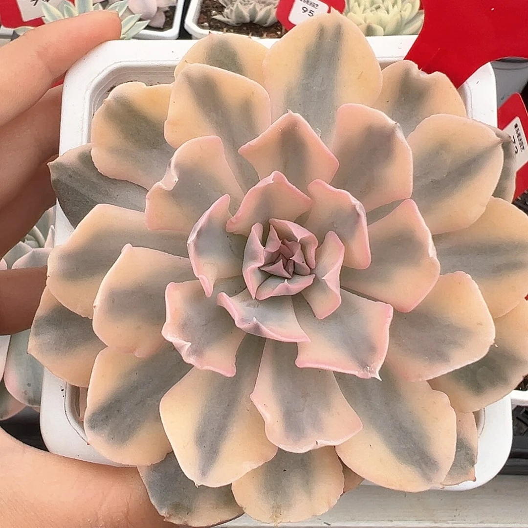75号利比里亚锦多肉植物