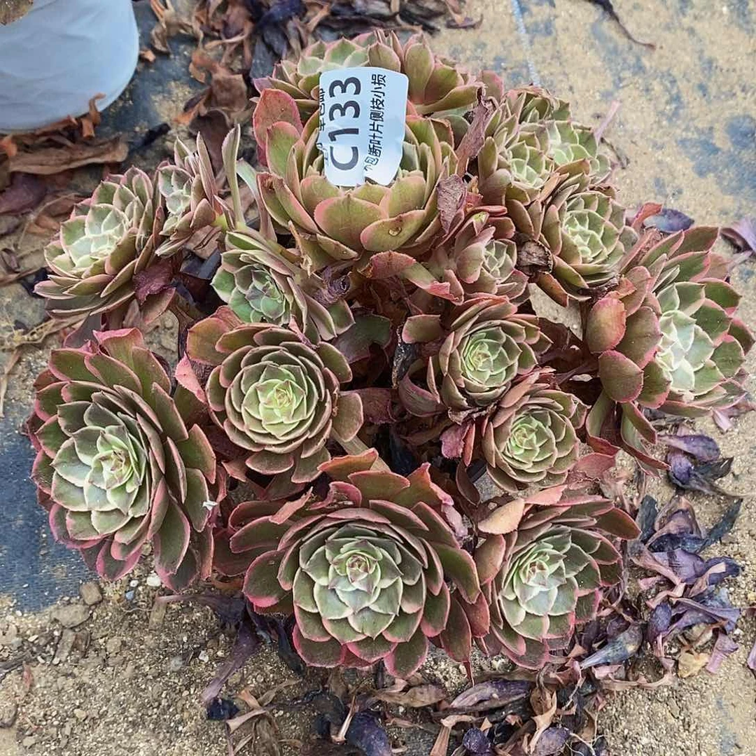 月***ა133粉花妖多肉法师锦多肉一个断枝