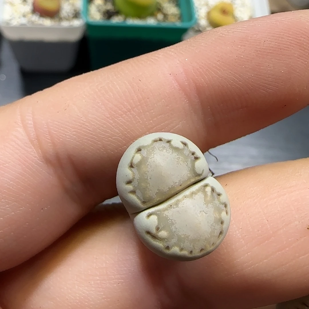 11.21。    217饼干。    2027