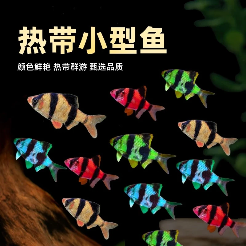 虎皮鱼小型鱼新手好养四间虎皮金虎皮热带观赏鱼耐活群游宠物鱼
