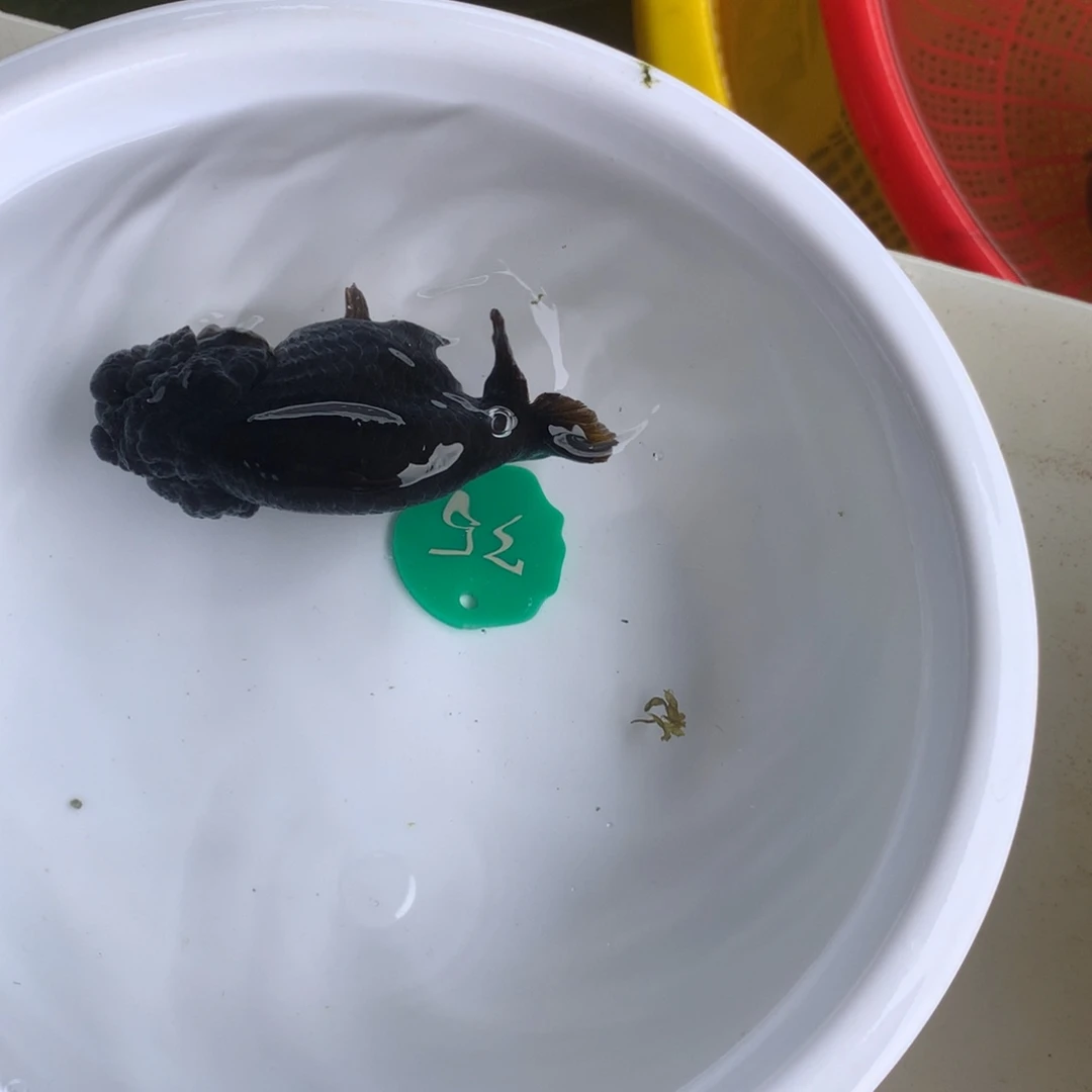 金鱼111111111111111