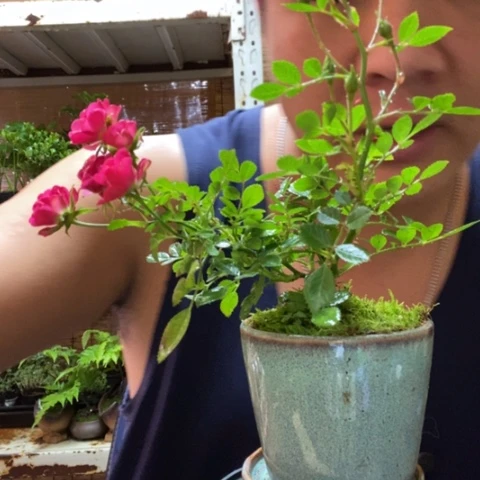 红陶一物一拍所见即所得7