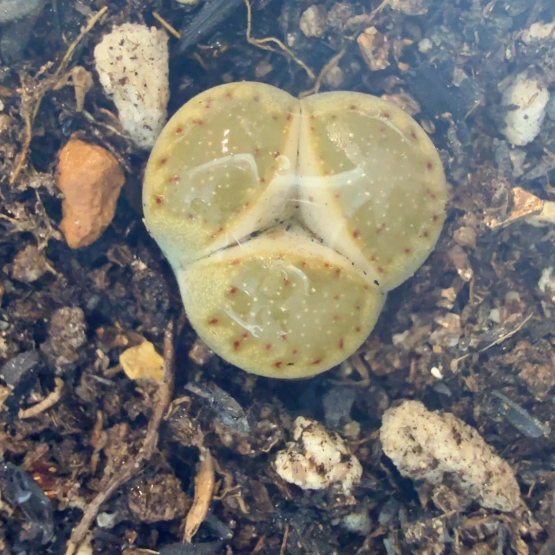 多肉植物的生长发育和532