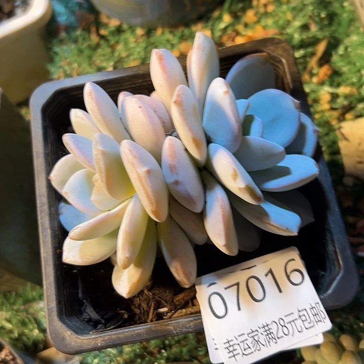 幸运的是我还没遇到你的