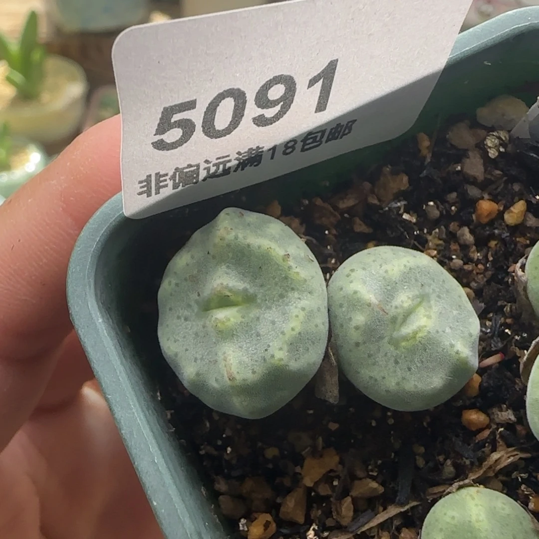 小***糊5091-一物一拍 带盆