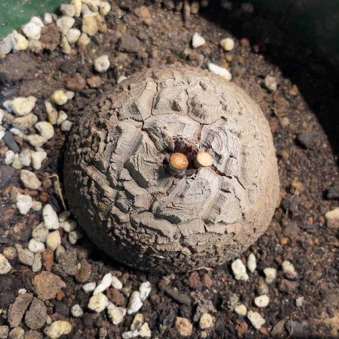 75龟甲龙不退不换