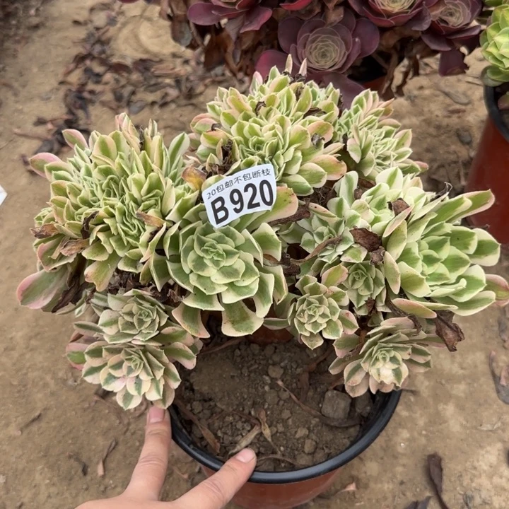 女巫……多肉植物……