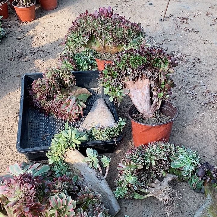 13颗木质桩无忧拍130元