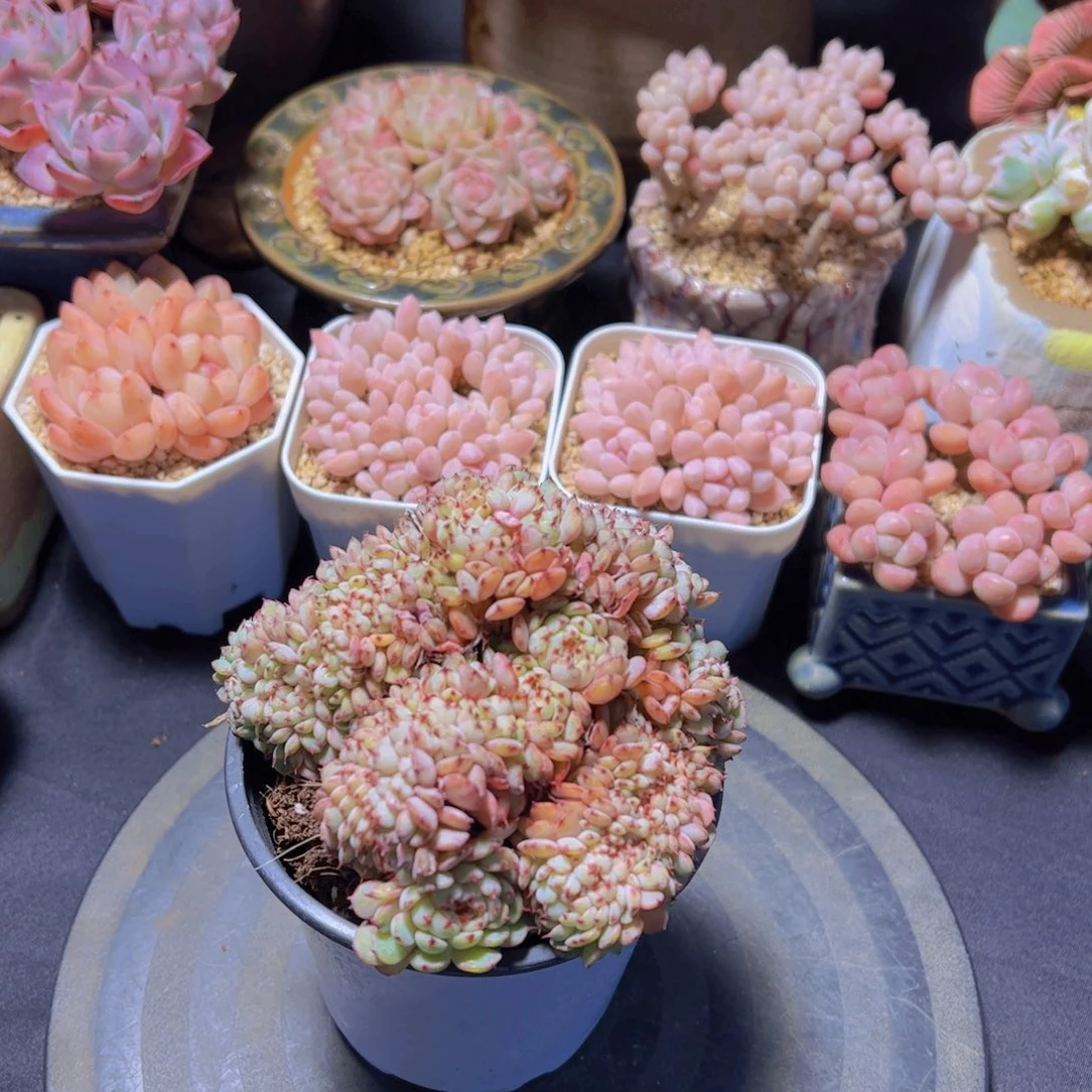 T****糖姬莲缀，多肉植物