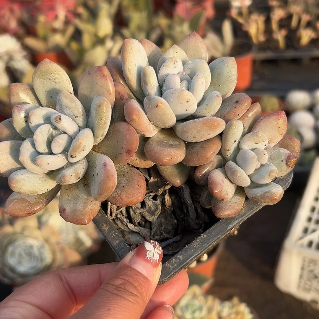 多肉植物香水群生