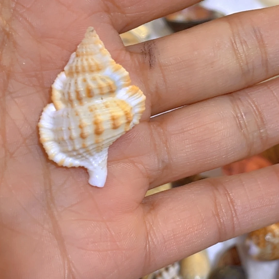 大理石磁石来****?天然贝壳海螺批发零售