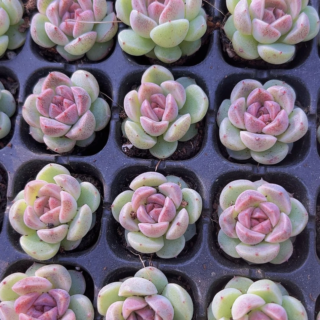 赤水晶苗3颗19包邮多肉