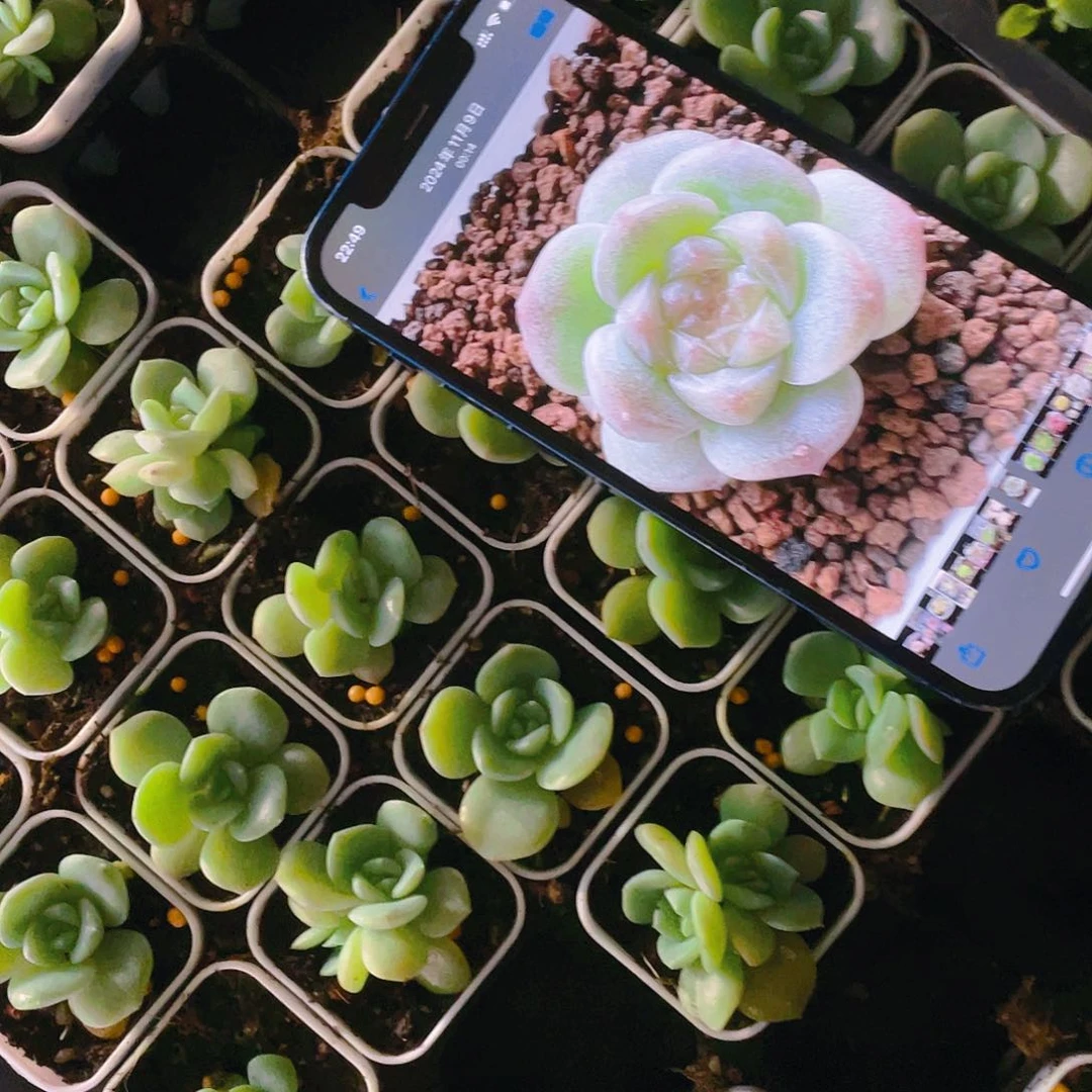 C F442 中盆一个满25包邮