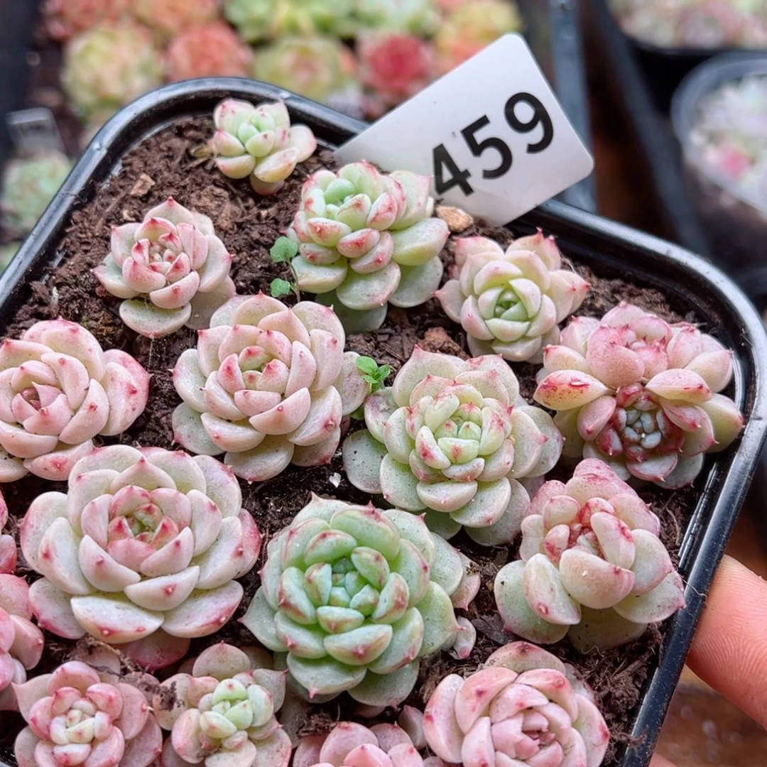 多肉植物多肉植物