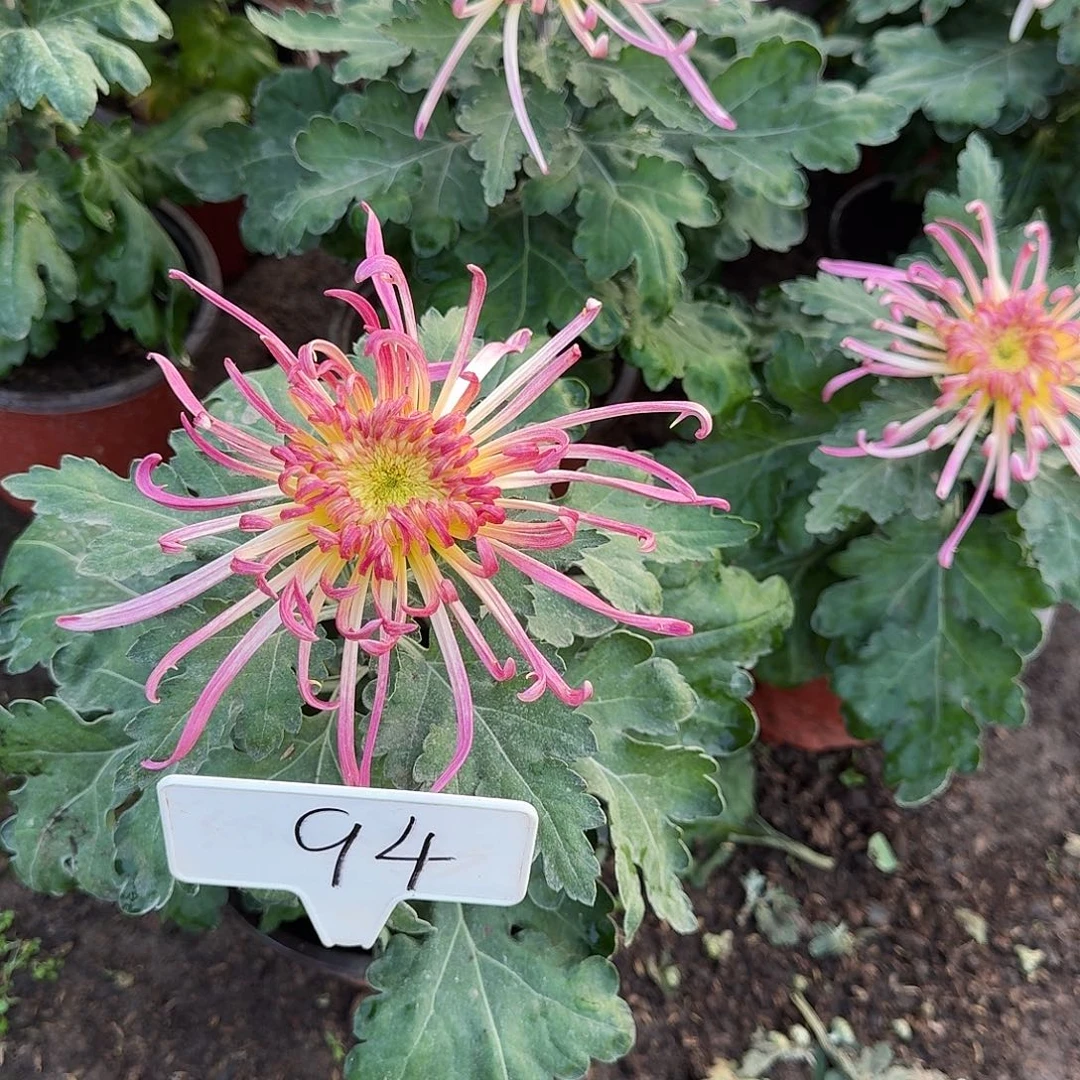 唯***含大部分花苞少量开放94得意