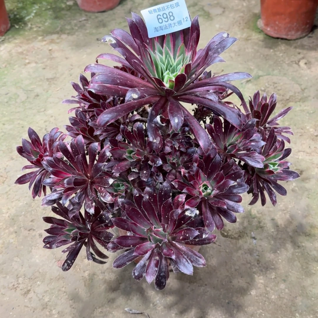 698孔雀锦多肉植物法师