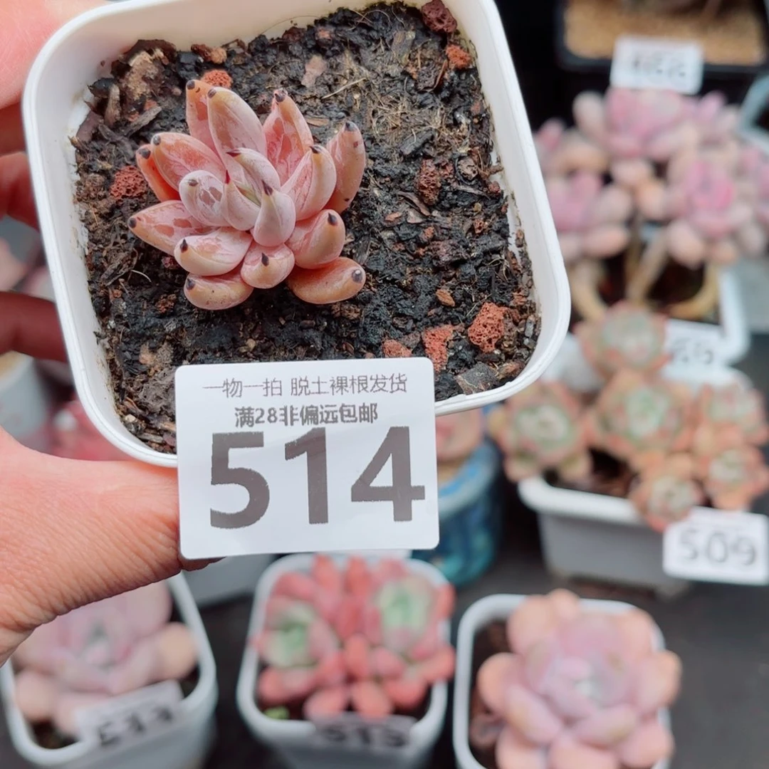 魔爪单头多肉多肉多肉