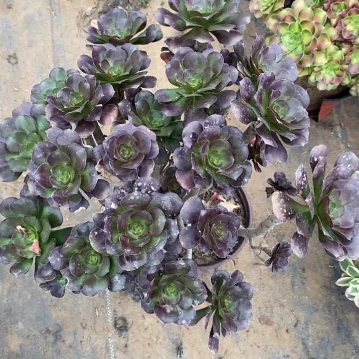 圆叶22多肉植物法师法师