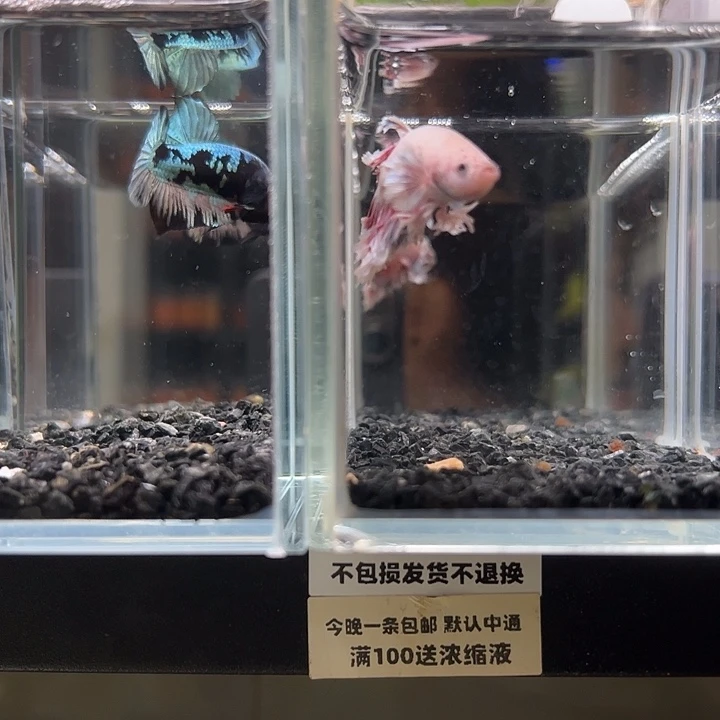 斗鱼竞拍跑单拉黑24日138+72