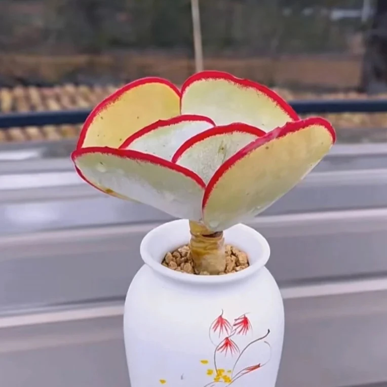 厚叶白眉多肉植物裸根一颗
