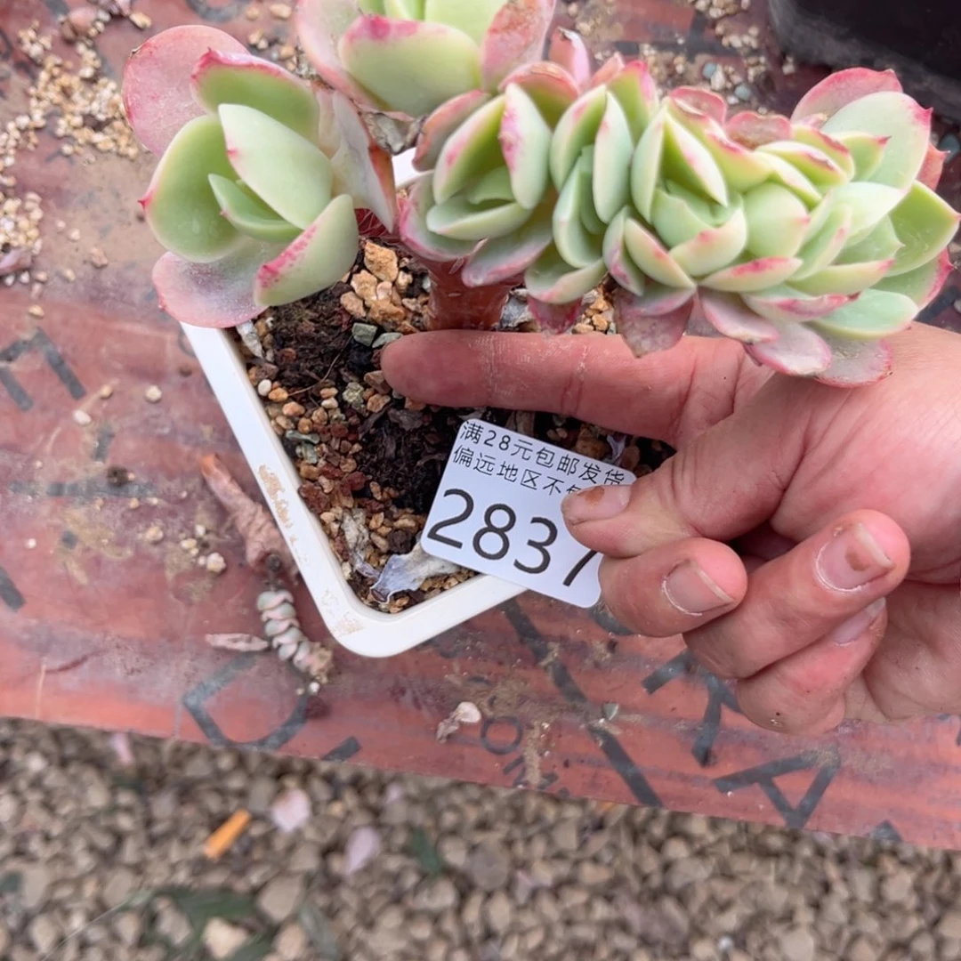 大2837；b cv vvv b n