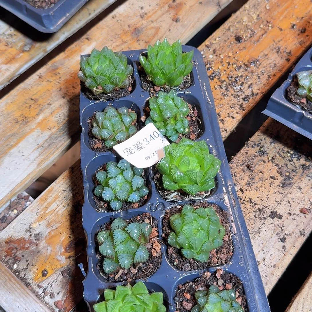 直播福利一物一拍340
