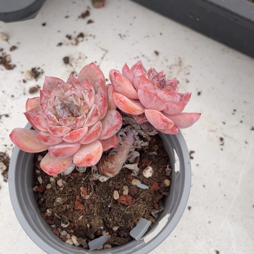 糖心冰魄双头带腿