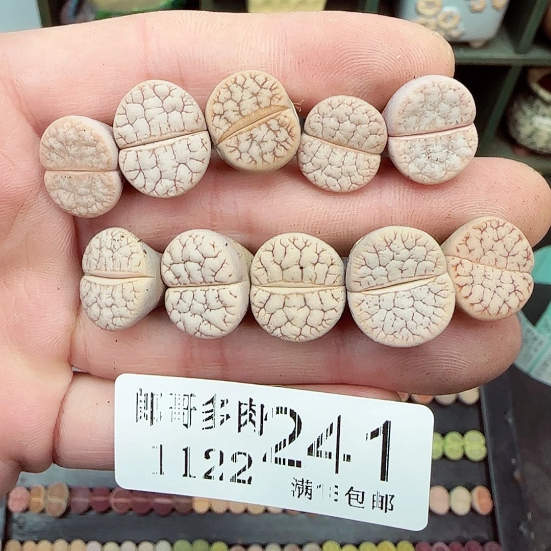 满满18包邮1122-241