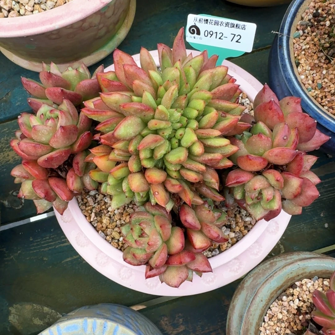 娟***子从前慢多肉精选编号0912.72带盆