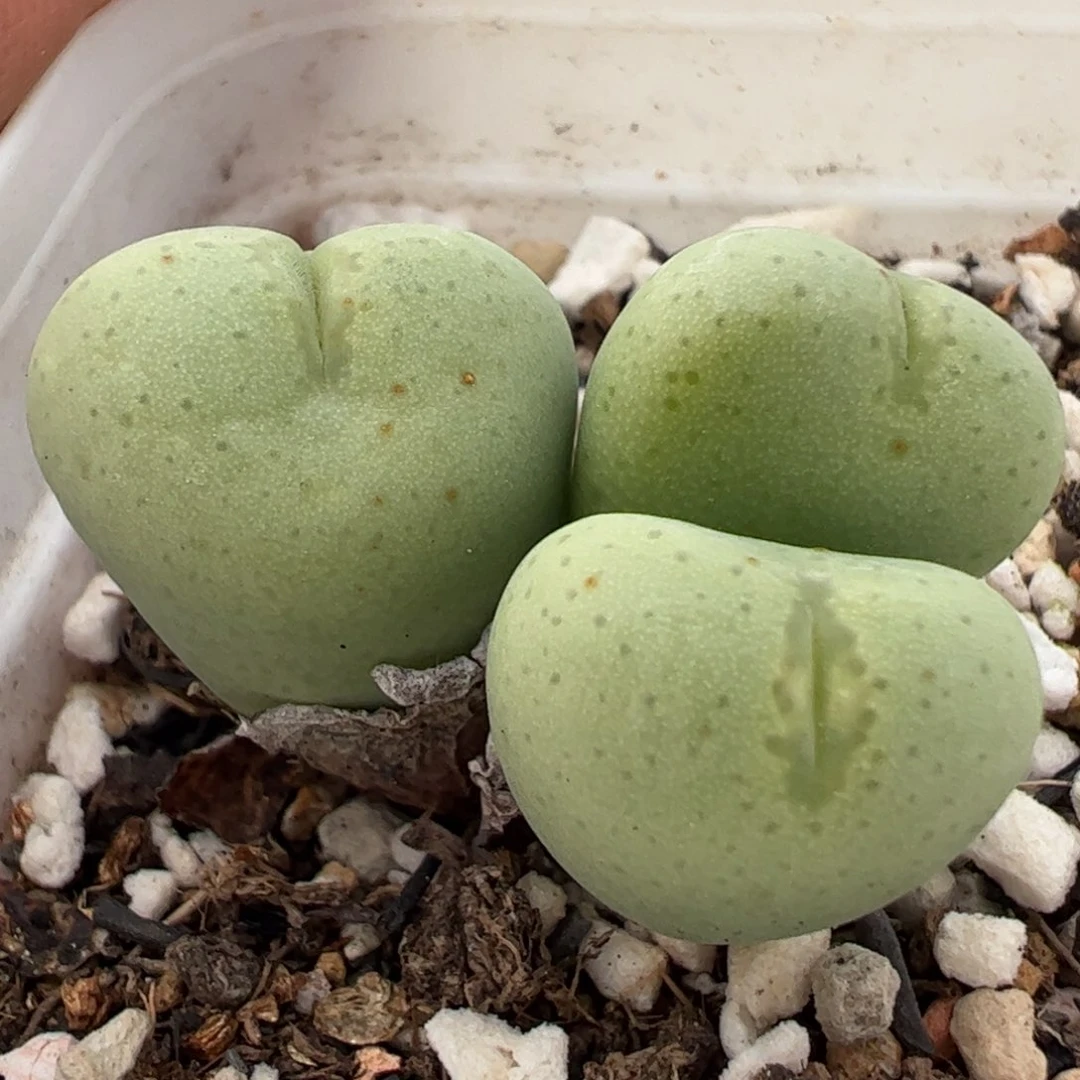 嘴唇将多肉植物百科