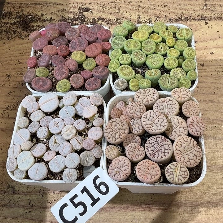 516生石花拼盆带盆土