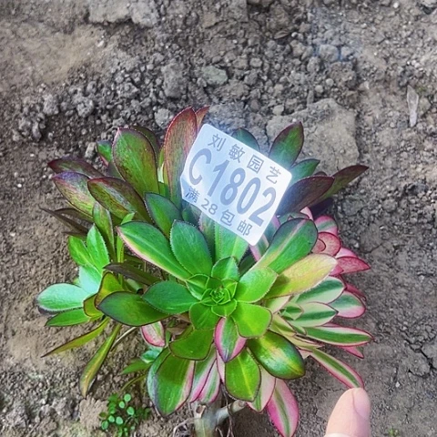 1802爱马仕中斑母本多肉植物