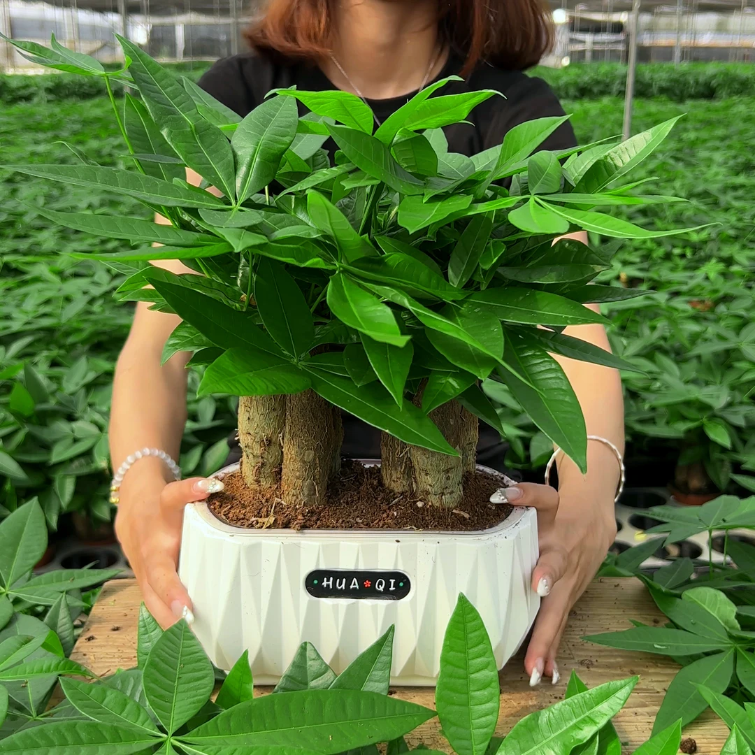 【6杆发财树】土培发财树盆栽室内好养水培绿植花卉盆景卧室客厅