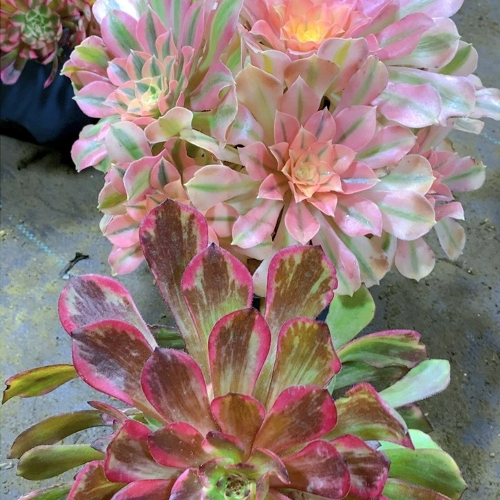 赵*粉女巫加烟花一组