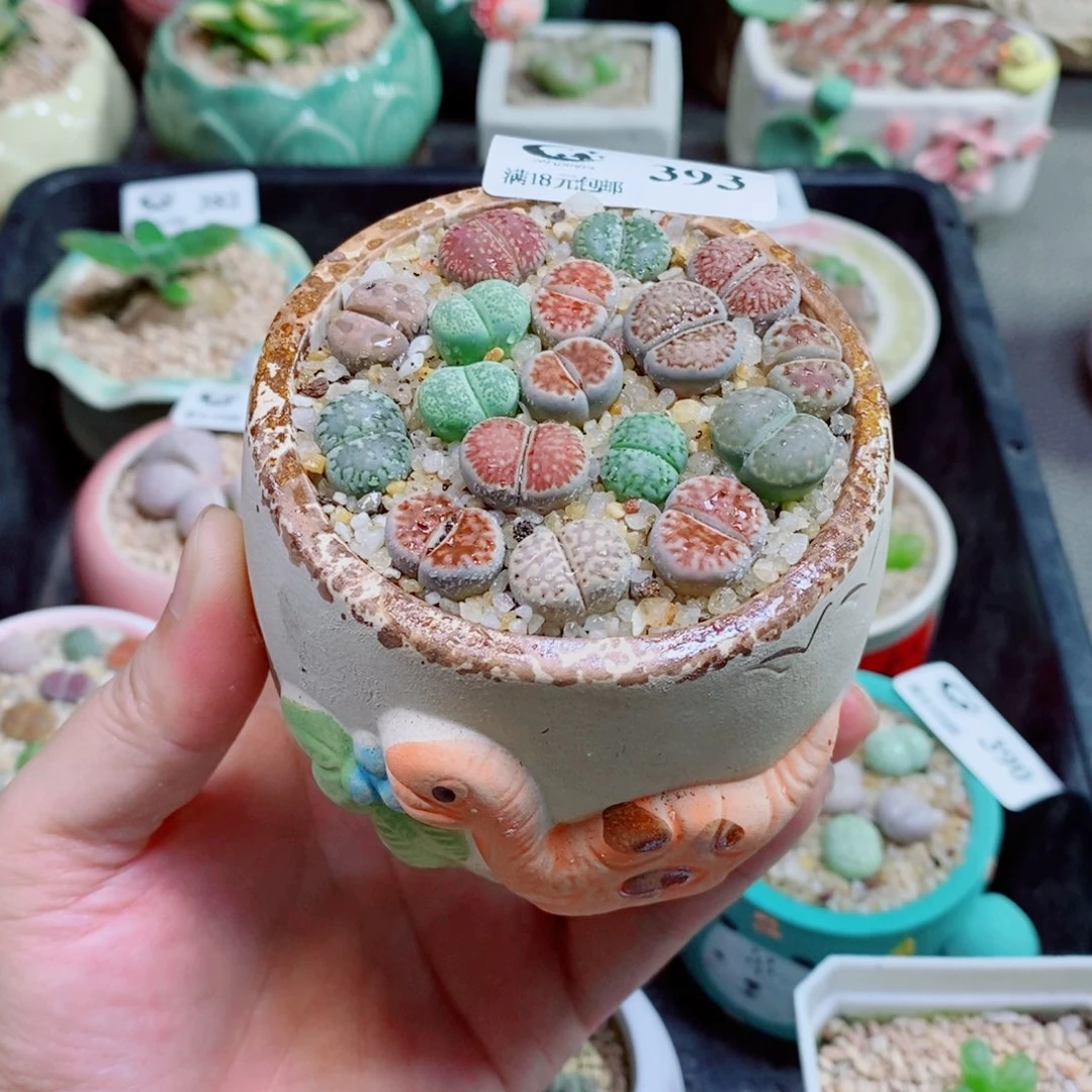 生石花花花花花花393